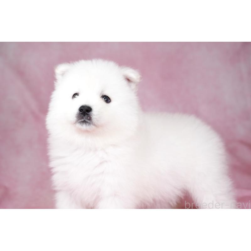 成約済の群馬県のサモエド-428271の7枚目