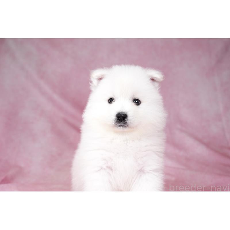 成約済の群馬県のサモエド-428271の6枚目