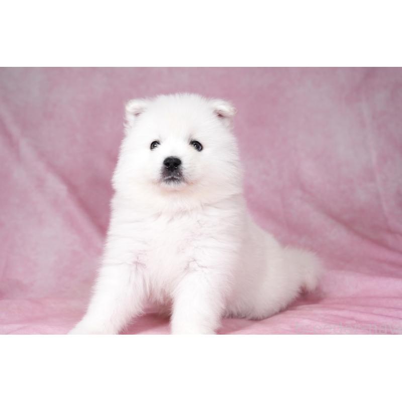 成約済の群馬県のサモエド-428271の5枚目