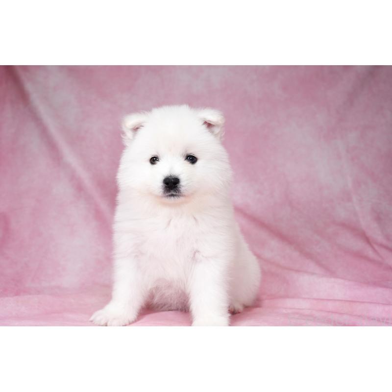 成約済の群馬県のサモエド-428271の4枚目