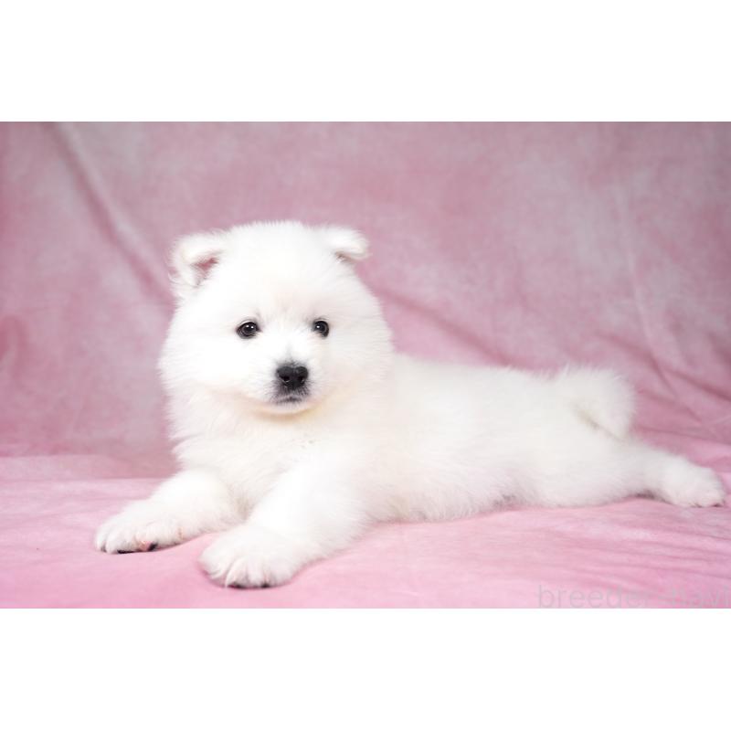 成約済の群馬県のサモエド-428271の3枚目