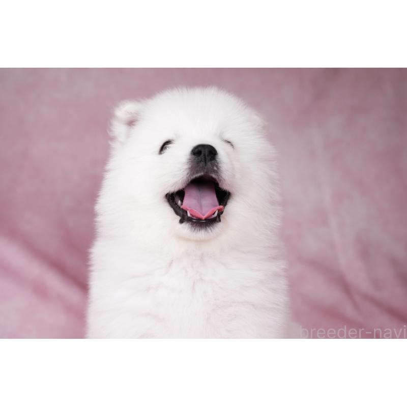 成約済の群馬県のサモエド-428271の2枚目