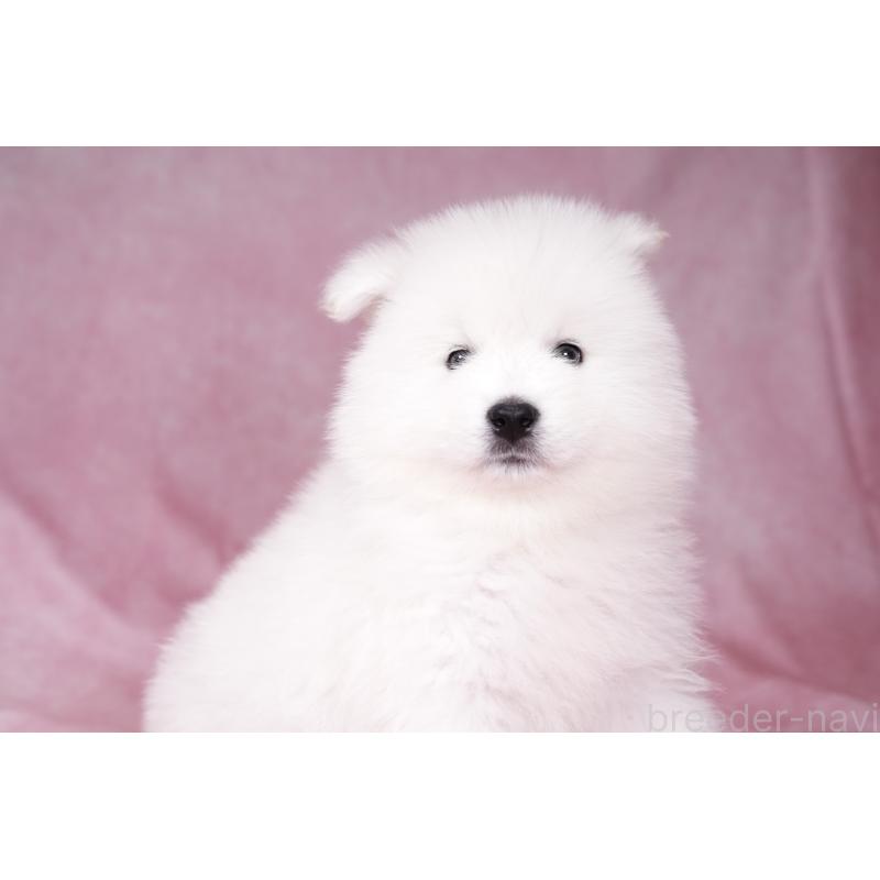 成約済の群馬県のサモエド-428269の10枚目