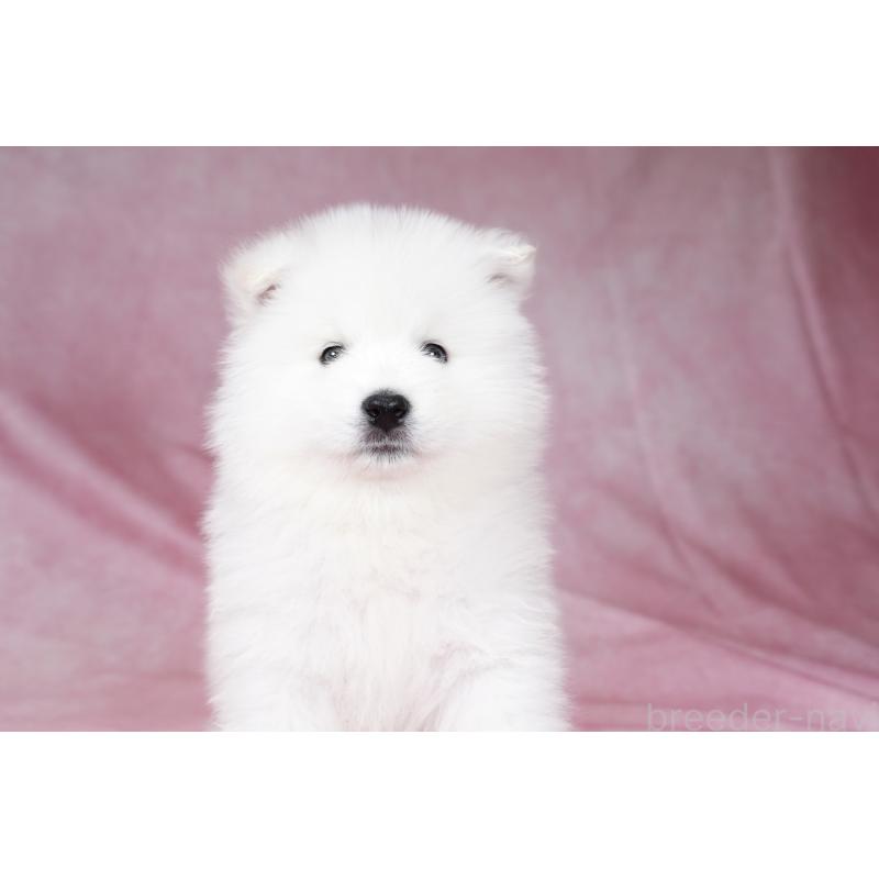 成約済の群馬県のサモエド-428269の9枚目