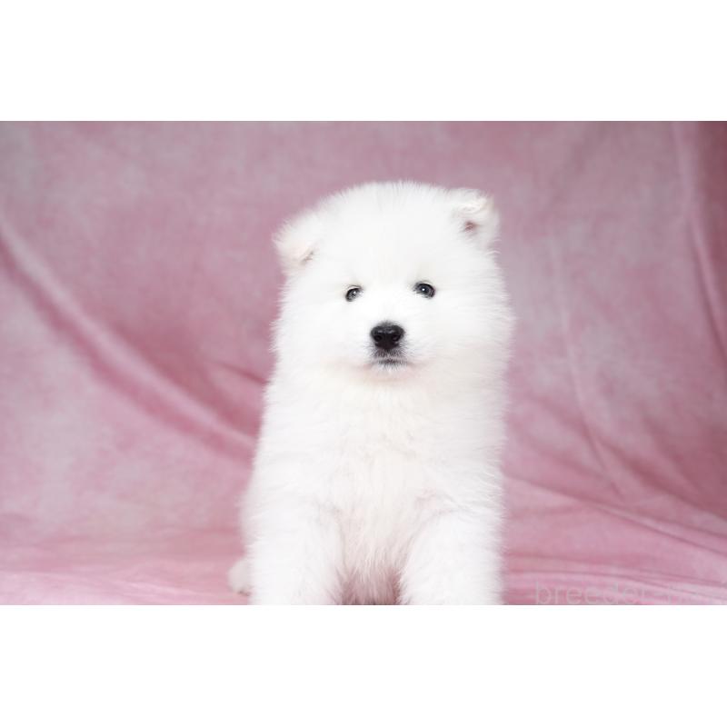 成約済の群馬県のサモエド-428269の8枚目