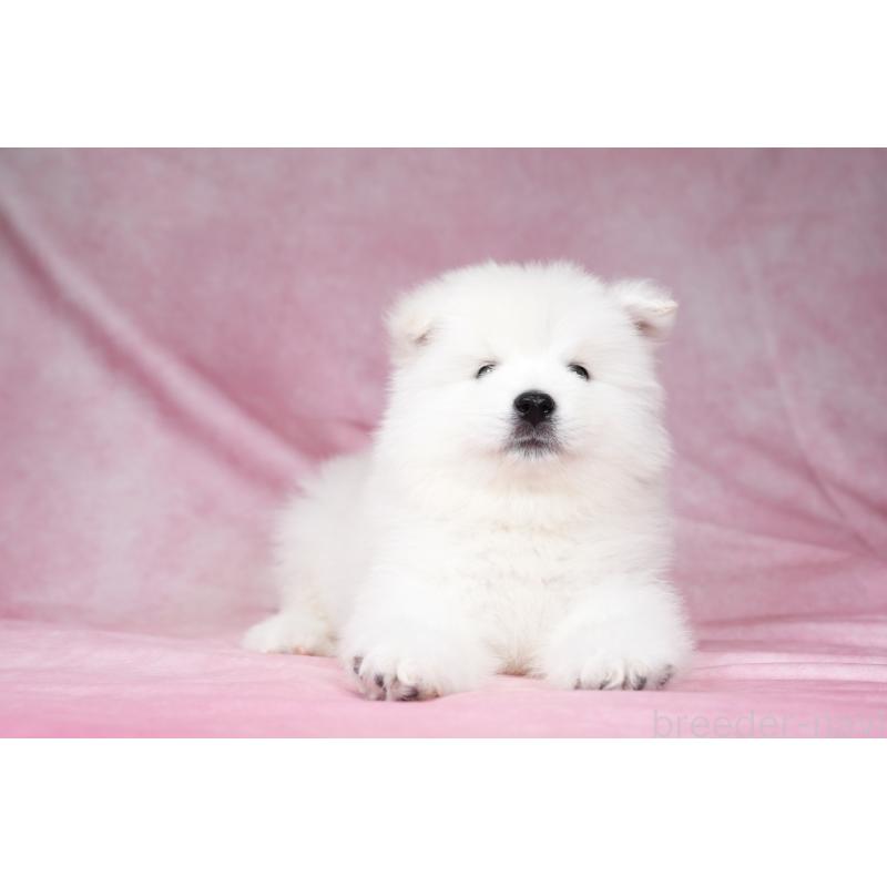 成約済の群馬県のサモエド-428269の7枚目