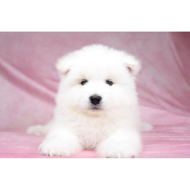 成約済の群馬県のサモエド-428269の6枚目