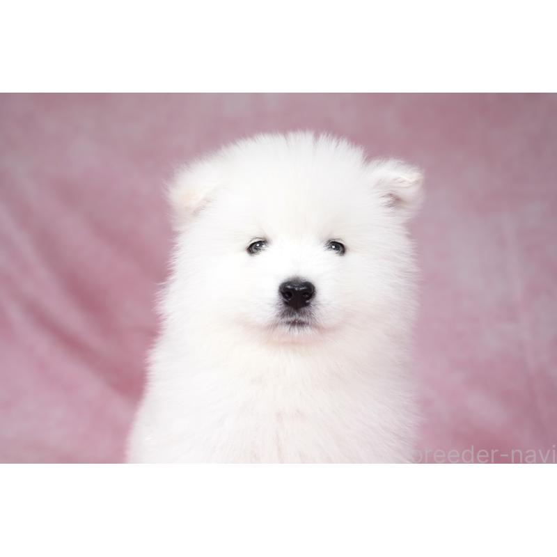 成約済の群馬県のサモエド-428269の5枚目