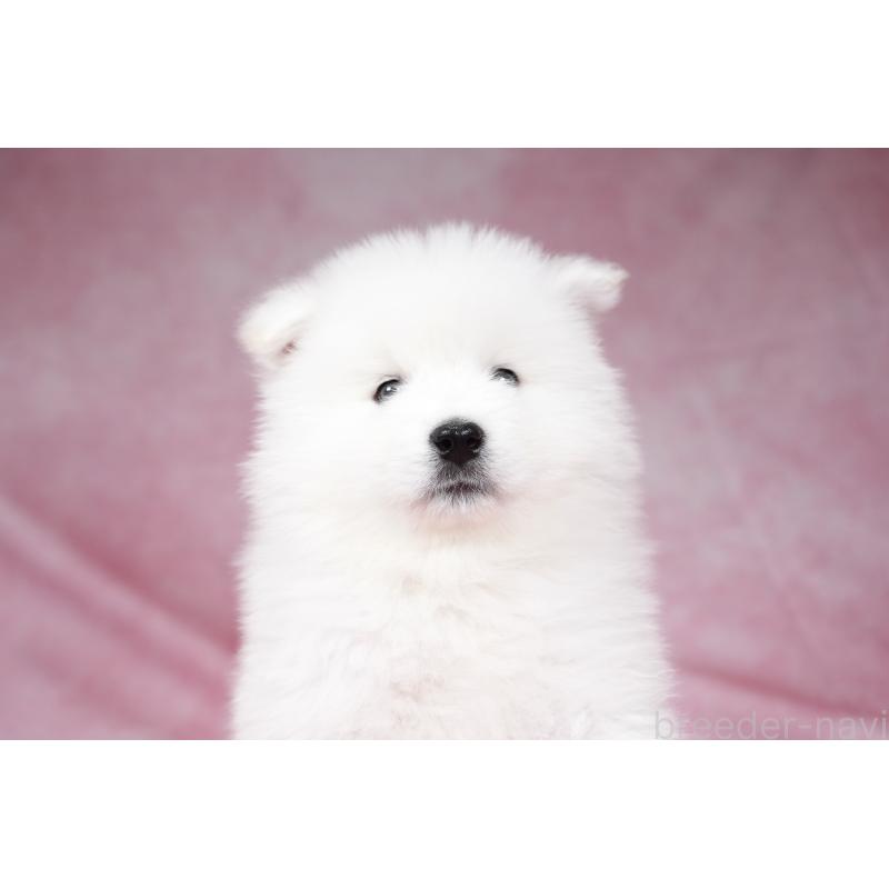 成約済の群馬県のサモエド-428269の4枚目