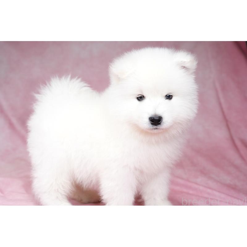 成約済の群馬県のサモエド-428269の3枚目