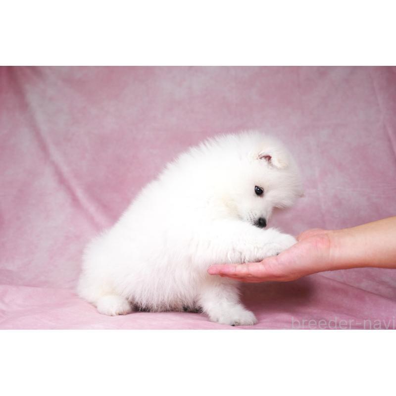 成約済の群馬県のサモエド-428269の2枚目