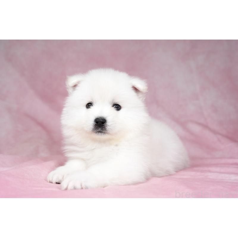 販売中の群馬県のサモエド-431007の10枚目