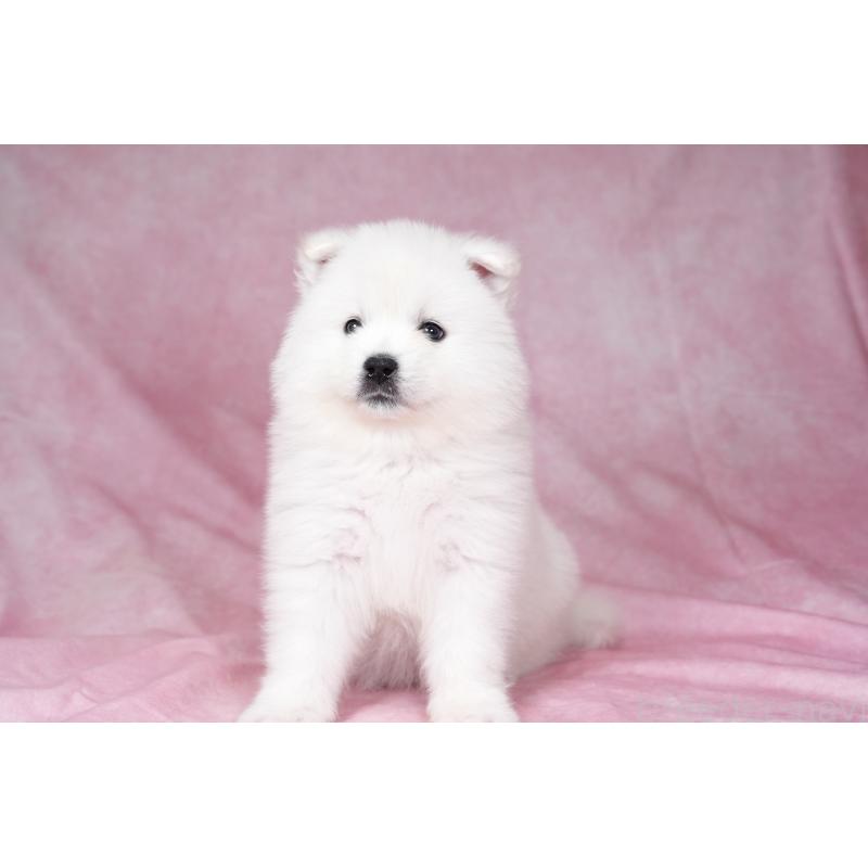 販売中の群馬県のサモエド-431007の9枚目