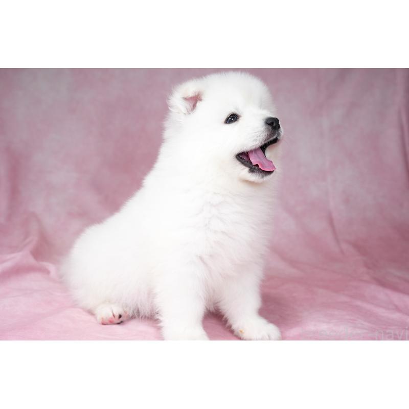 販売中の群馬県のサモエド-431007の8枚目