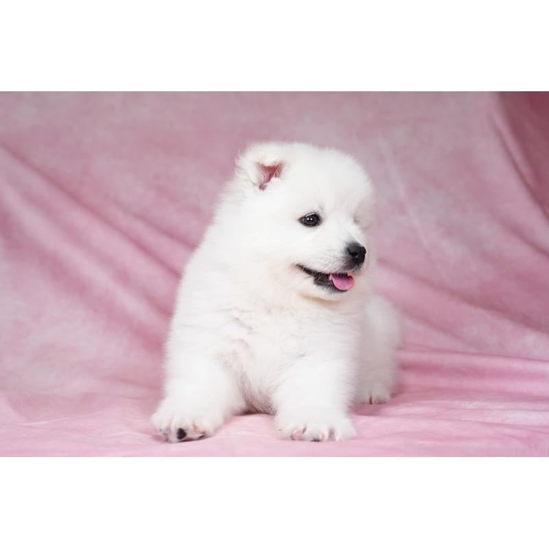 販売中の群馬県のサモエド-431007の7枚目