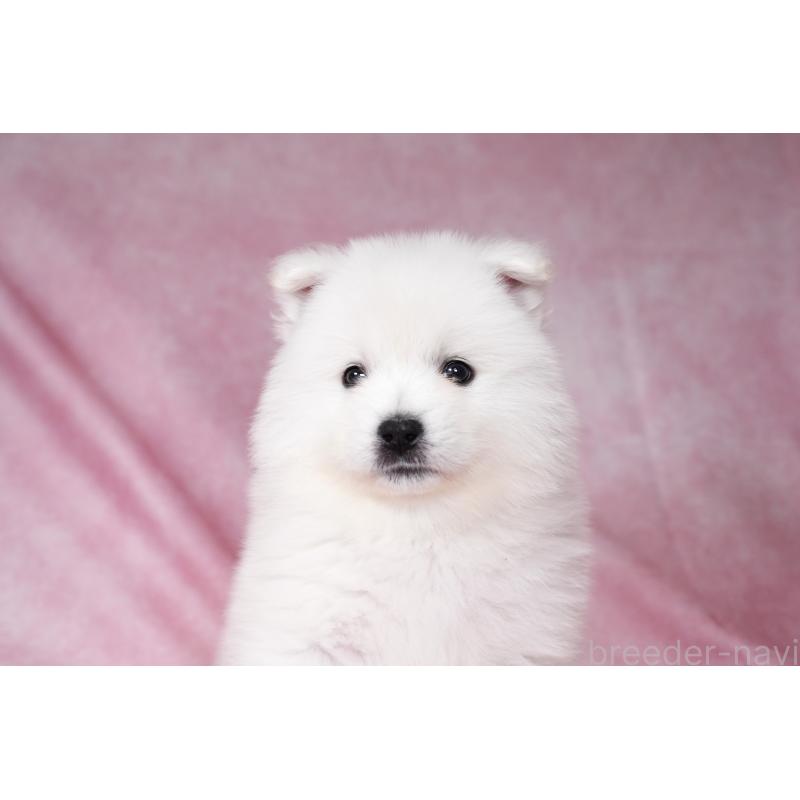 販売中の群馬県のサモエド-431007の6枚目