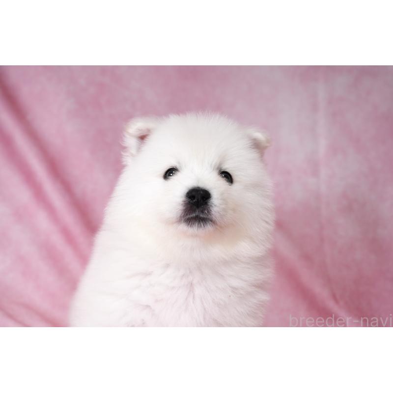 販売中の群馬県のサモエド-431007の5枚目