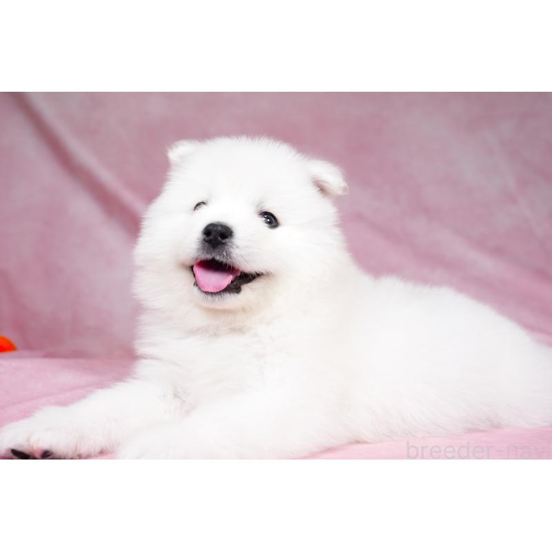 販売中の群馬県のサモエド-431007の4枚目