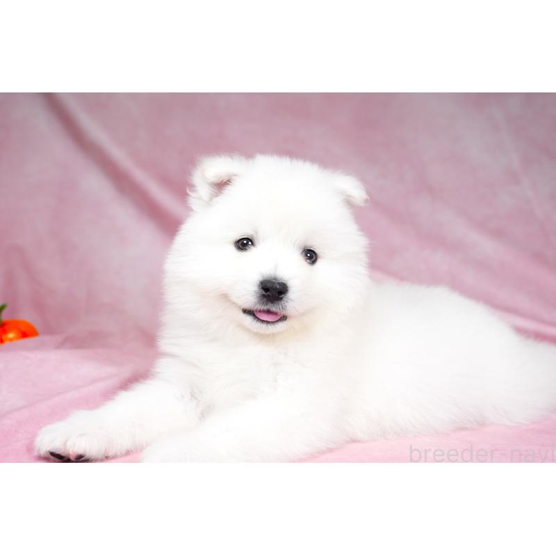 販売中の群馬県のサモエド-431007の3枚目