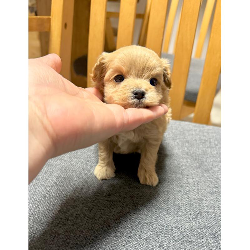 成約済の山形県のミックス犬-428894の4枚目