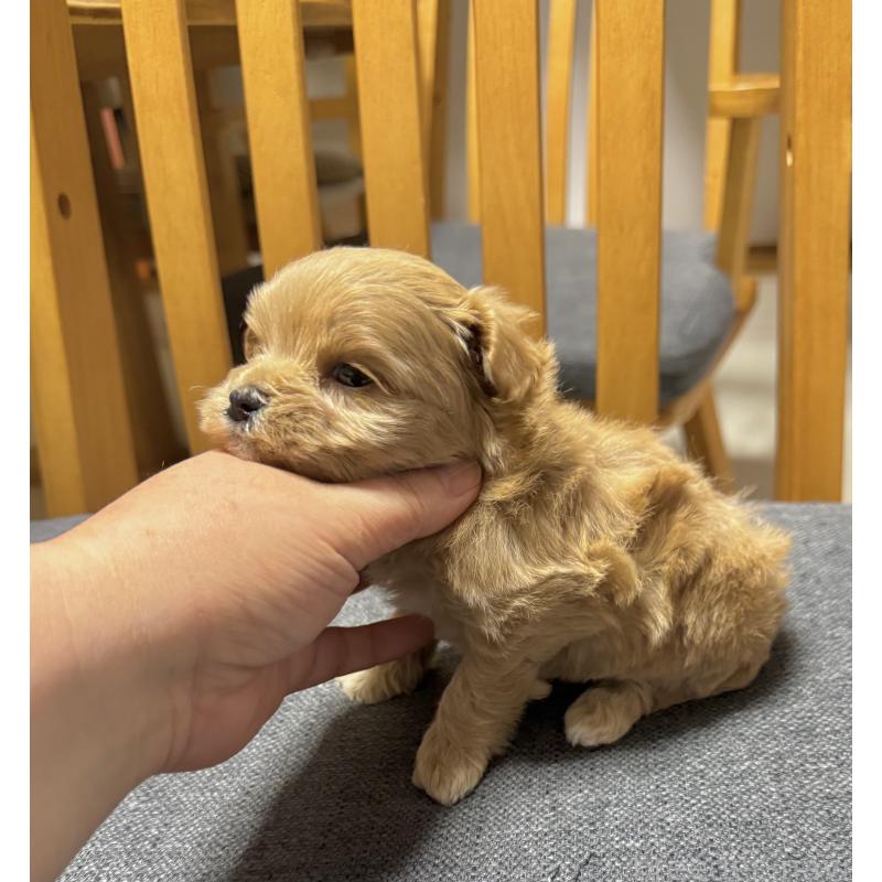 成約済の山形県のミックス犬-428894の3枚目