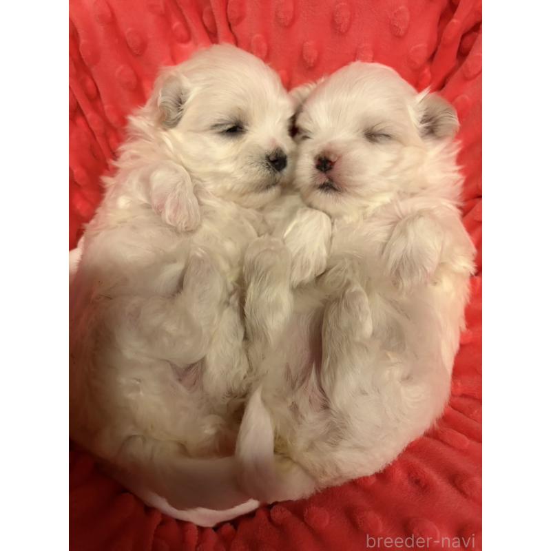 販売中の佐賀県のマルチーズ-431132の3枚目