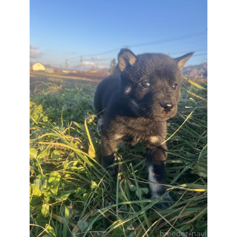 販売中の北海道の北海道犬-431129の4枚目