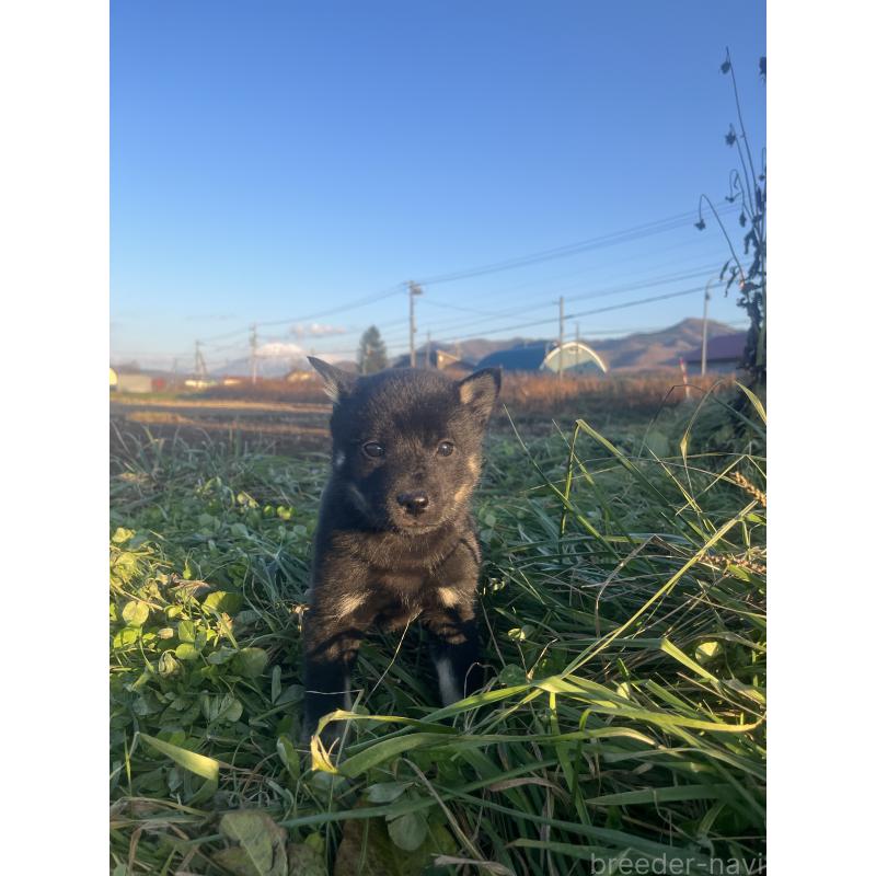 販売中の北海道の北海道犬-431129の3枚目
