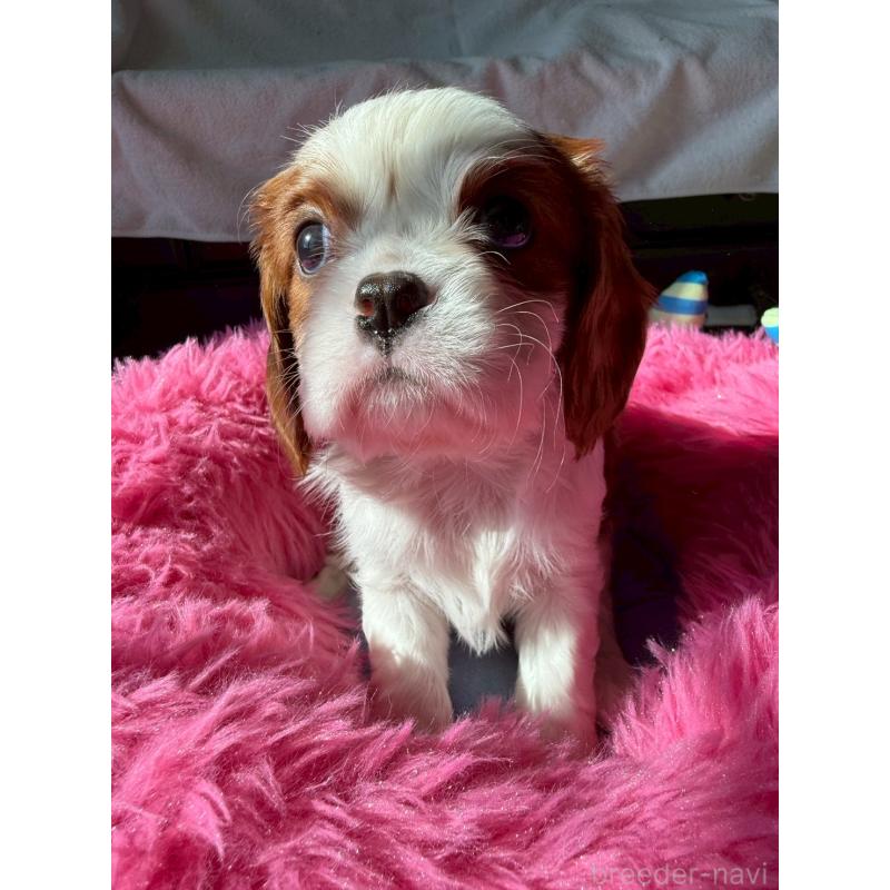 販売中の福岡県のキャバリアキングチャールズスパニエル-431134の2枚目