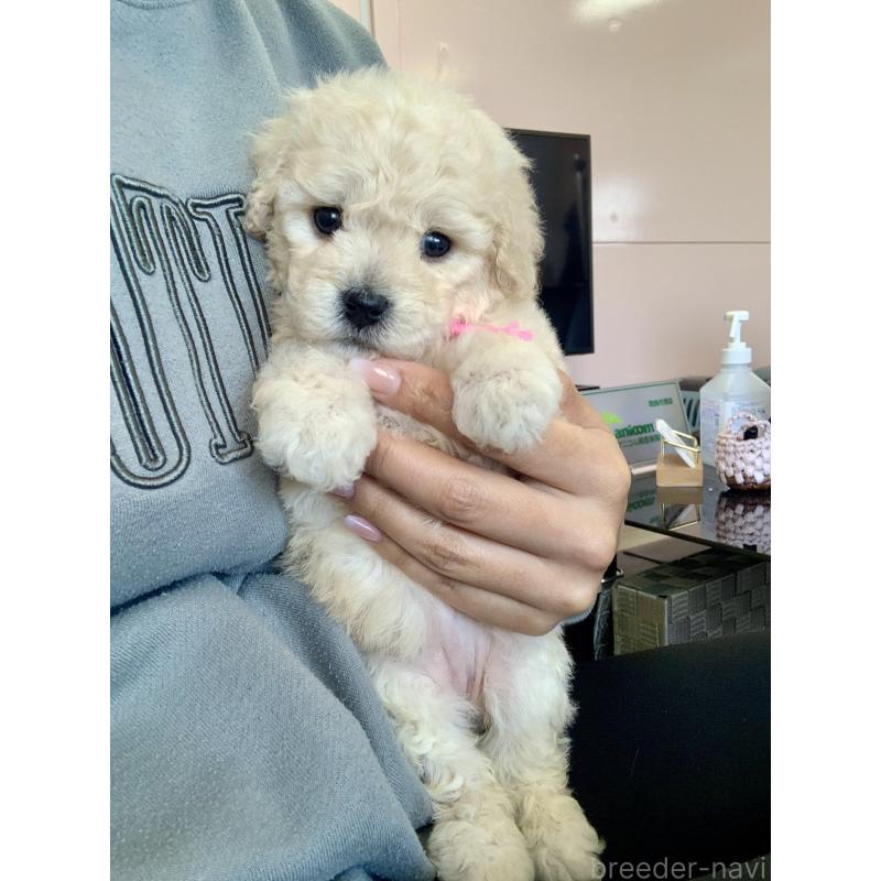 販売中の滋賀県のビションプー:ビションフリーゼ×トイプードル-431135の6枚目
