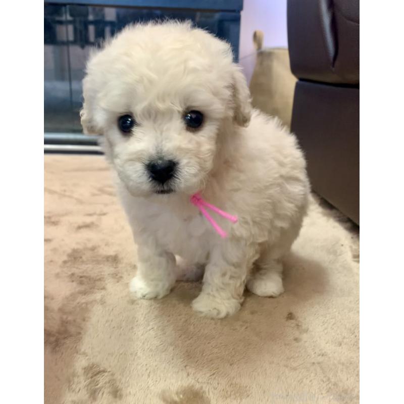 販売中の滋賀県のビションプー:ビションフリーゼ×トイプードル-431135の5枚目