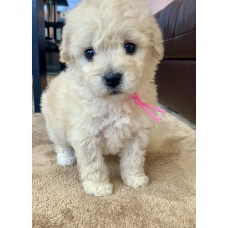 販売中の滋賀県のビションプー:ビションフリーゼ×トイプードル-431135の4枚目