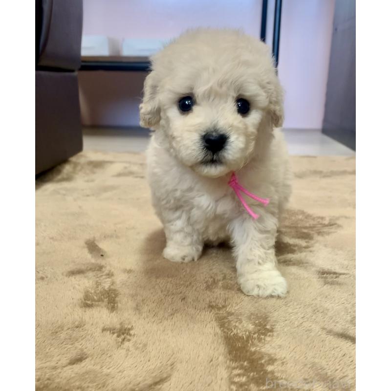 販売中の滋賀県のビションプー:ビションフリーゼ×トイプードル-431135の3枚目