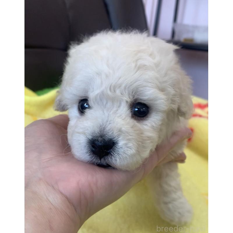 販売中の滋賀県のビションプー:ビションフリーゼ×トイプードル-431135の2枚目