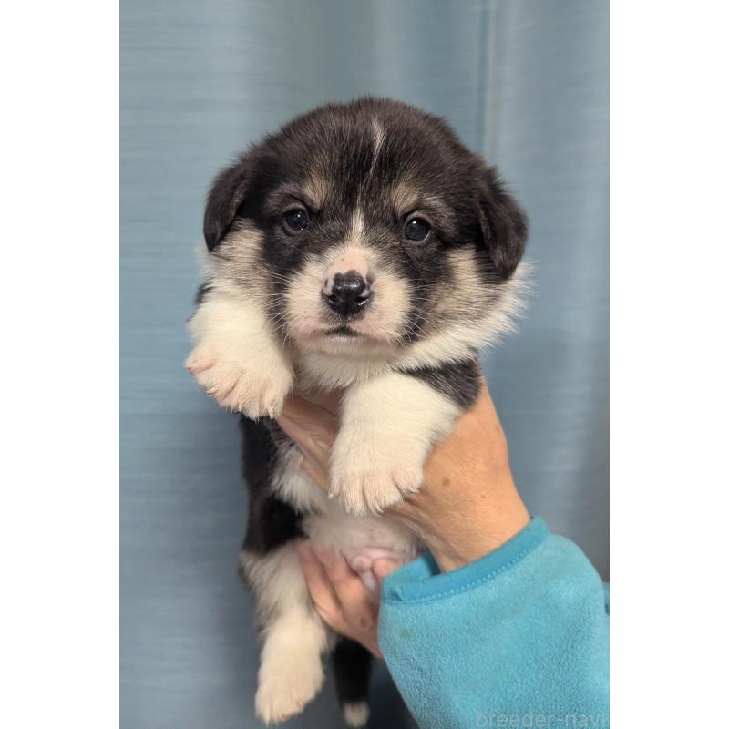 販売中の福岡県のウェルシュコーギーペンブローク-431136の1枚目