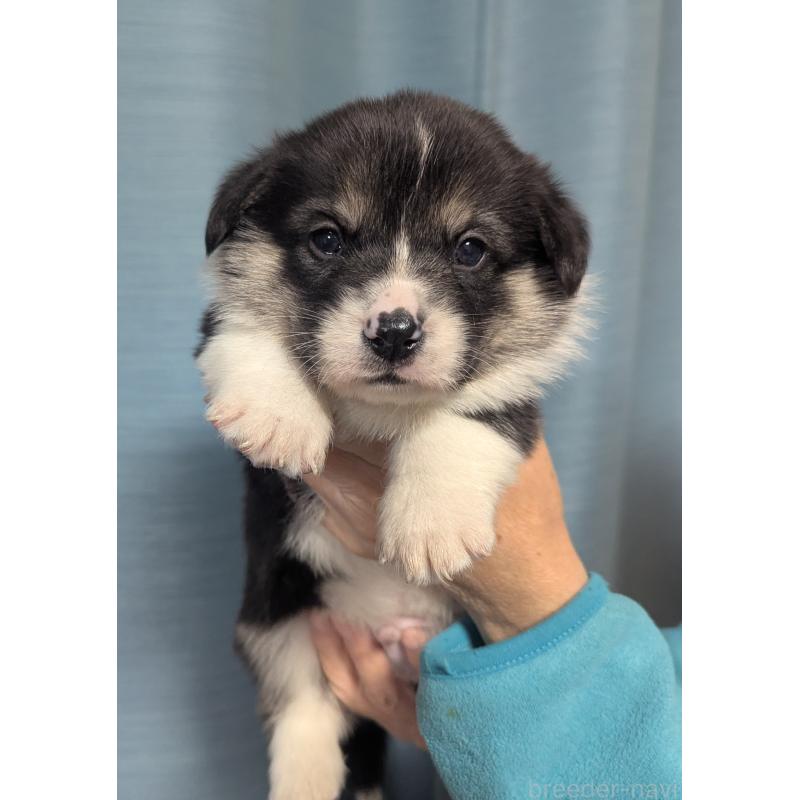 販売中の福岡県のウェルシュコーギーペンブローク-431136の6枚目