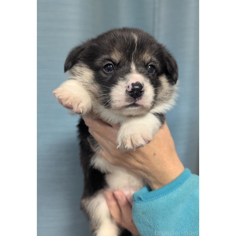 販売中の福岡県のウェルシュコーギーペンブローク-431136の5枚目