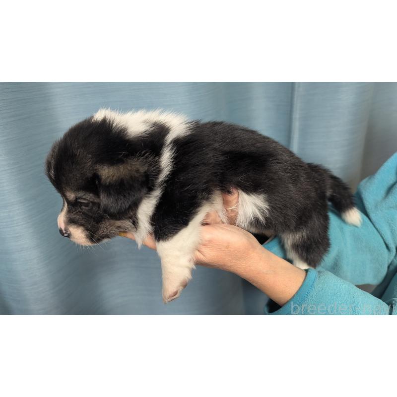 販売中の福岡県のウェルシュコーギーペンブローク-431136の4枚目