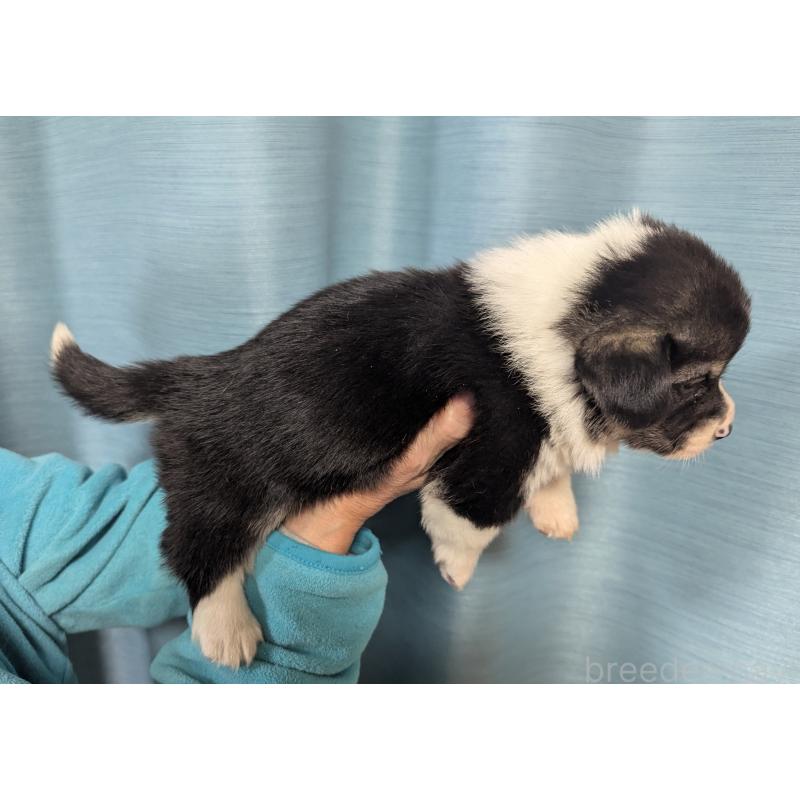 販売中の福岡県のウェルシュコーギーペンブローク-431136の3枚目