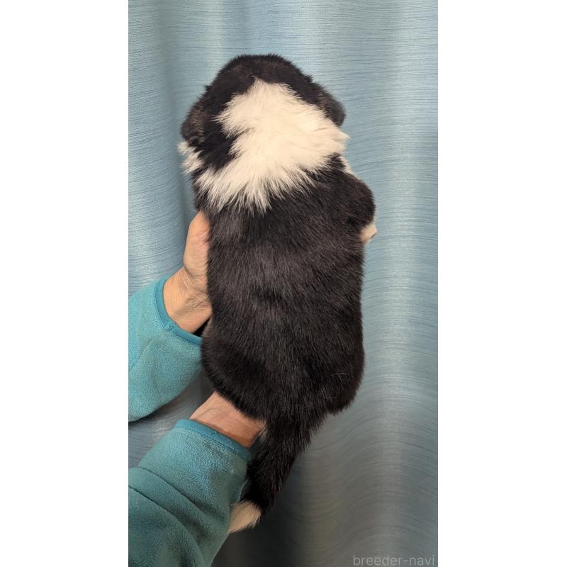 販売中の福岡県のウェルシュコーギーペンブローク-431136の2枚目