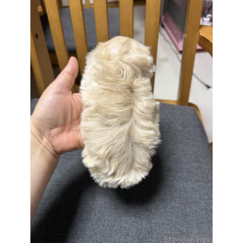 成約済の山形県のミックス犬-428891の9枚目