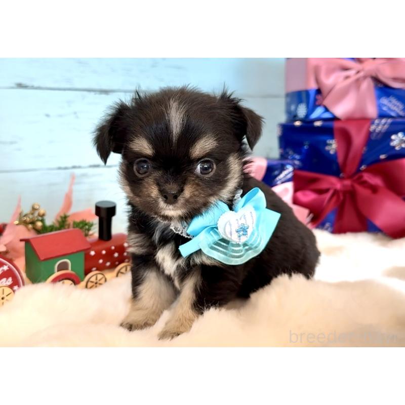 成約済の埼玉県のチワワ(ロングコート)-430984の7枚目