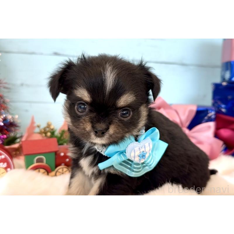 成約済の埼玉県のチワワ(ロングコート)-430984の8枚目