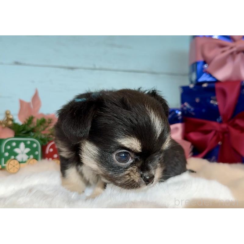 成約済の埼玉県のチワワ(ロングコート)-430984の6枚目