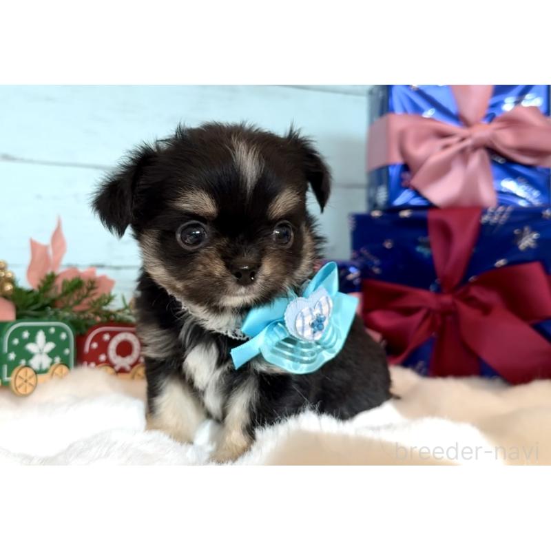 成約済の埼玉県のチワワ(ロングコート)-430984の5枚目