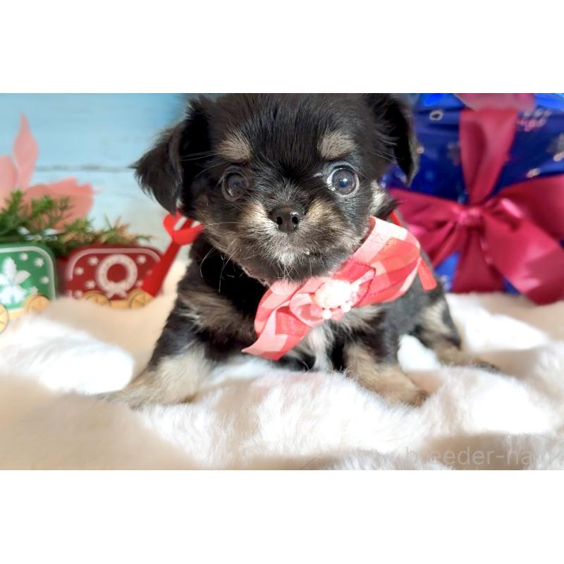 販売中の埼玉県のチワワ(ロングコート)-430982の5枚目