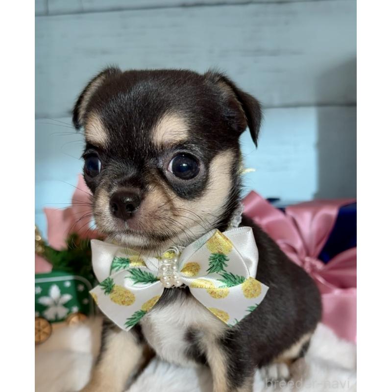 成約済の埼玉県のチワワ(スムースコート)-430980の7枚目