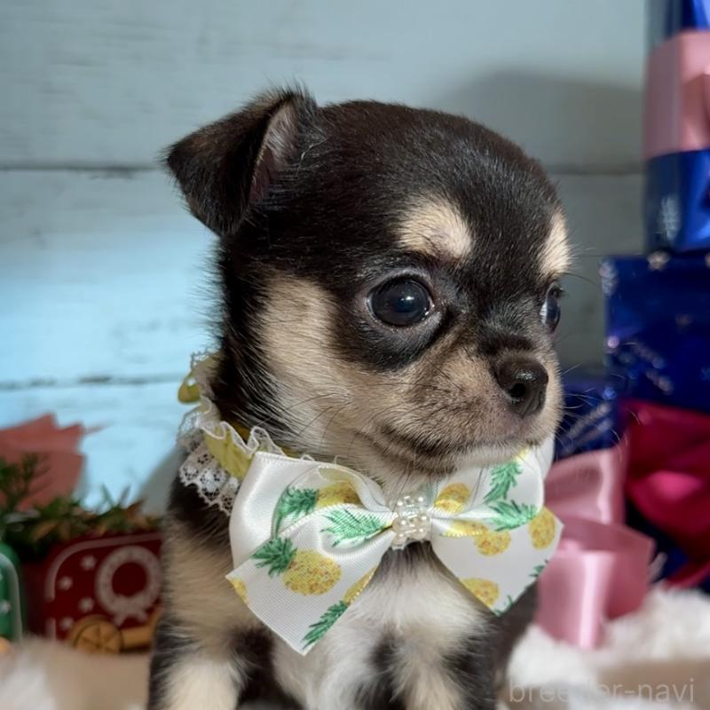 成約済の埼玉県のチワワ(スムースコート)-430980の6枚目