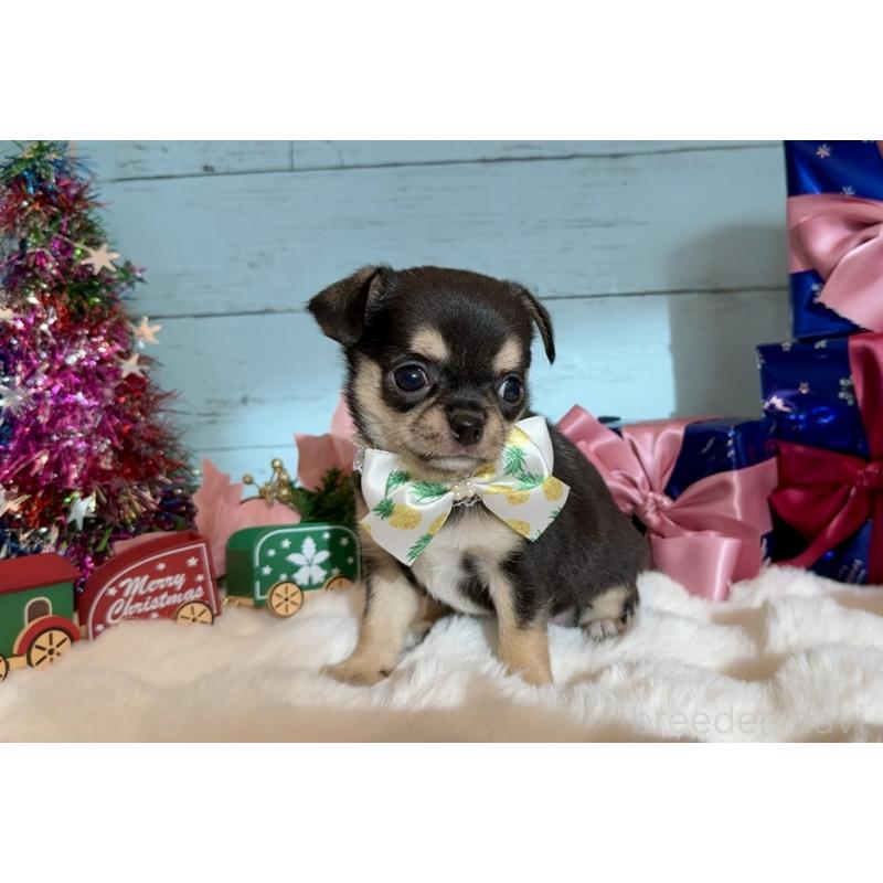 成約済の埼玉県のチワワ(スムースコート)-430980の5枚目