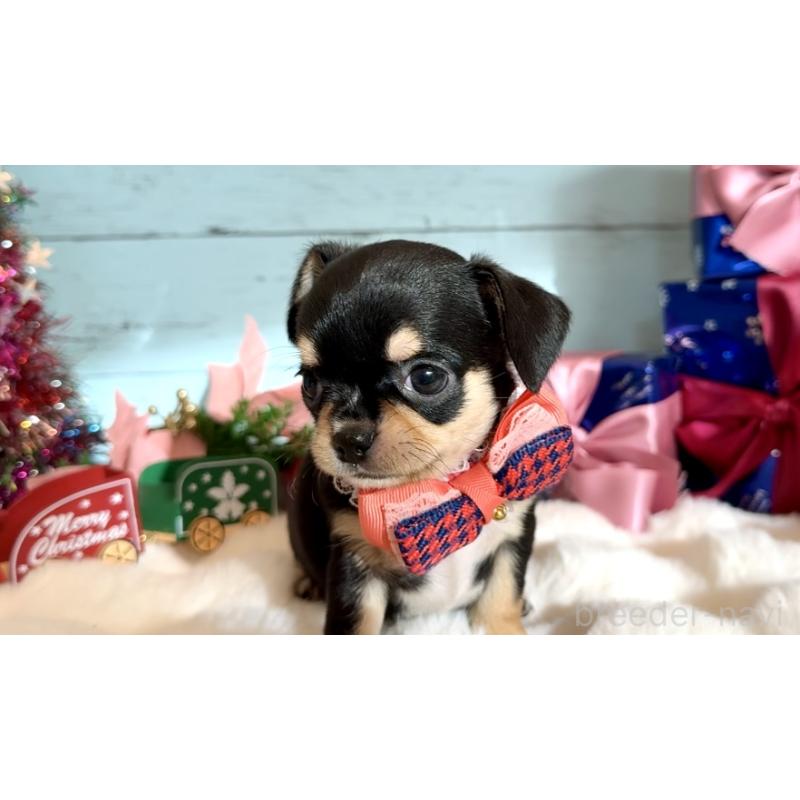 成約済の埼玉県のチワワ(スムースコート)-430977の8枚目